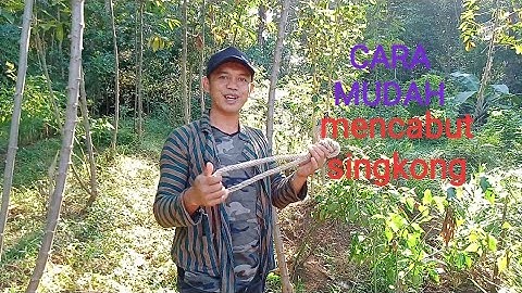 CARA MUDAH MENCABUT SINGKONG