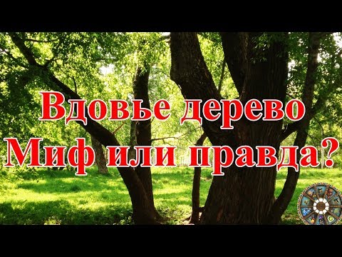 Вдовье дерево. Миф или правда?
