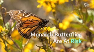 Things Are Changing For The Monarch Butterfly | The Quirky Corner