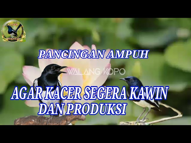 PANCINGAN, KACER AGAR CEPAT KAWIN DAN PRODUK,|PANCINGAN PENANGKARAN KACER| class=