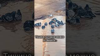 Голуби принимают ванну. #деревня #глубинка #деньвдеревне
