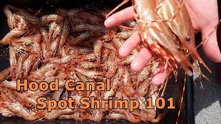 Hood Canal Spot Shrimp 101