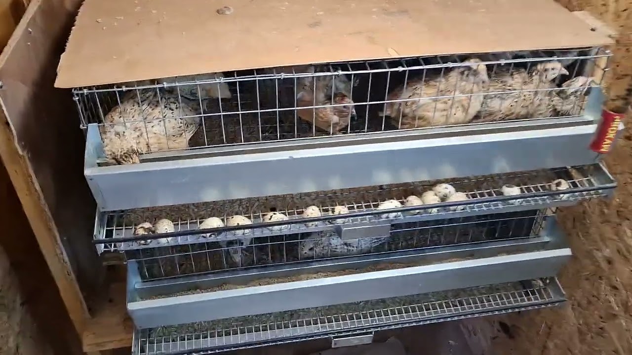 Как содержать перепелов. Инструкция и советы