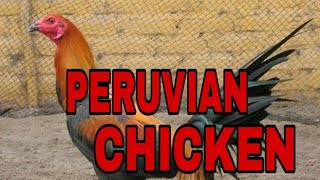 Quality peruvian chicken breed||Hitsura at kulay