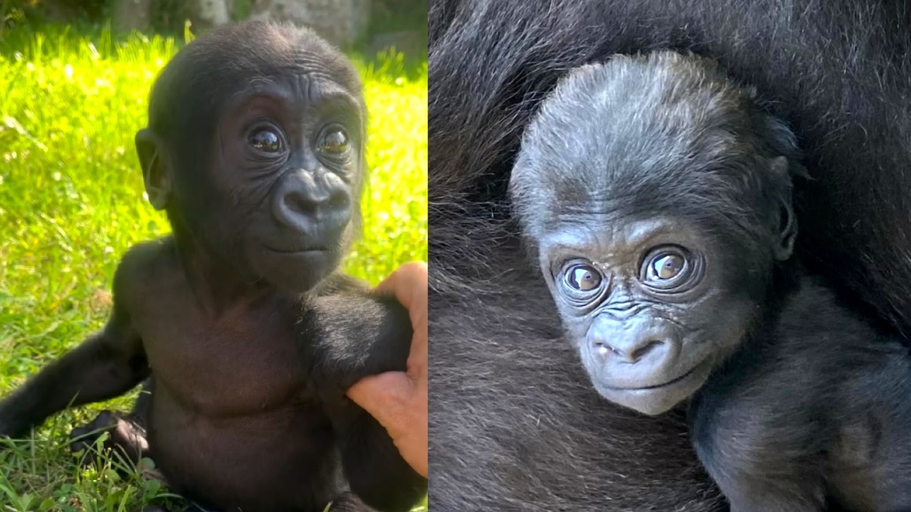 Kendi: The Baby Gorilla Who Completes Kaius’s Journey (Part 3)