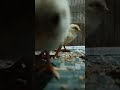 #BabyChicks#ChicksFarming #GoldenMisri#DesiChicks #CuteChicks #PoultryFarming #ViralShorts#Shorts