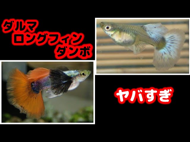ダンボ ダルマ グッピー の累代が進んで、色々と凄くなってきた【guppy ダンボ ダルマ グッピー の累代が進んで、色々と凄くなってきた【guppy