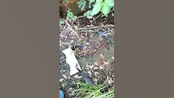 Bảy quốc cực nhanh bằng môi giả