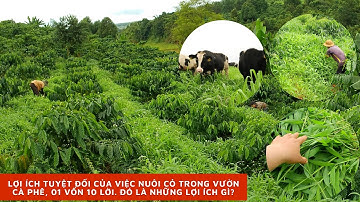 Lợi ích tuyệt đối của việc nuôi cỏ trong vườn cà phê, 01 vốn 10 lời.