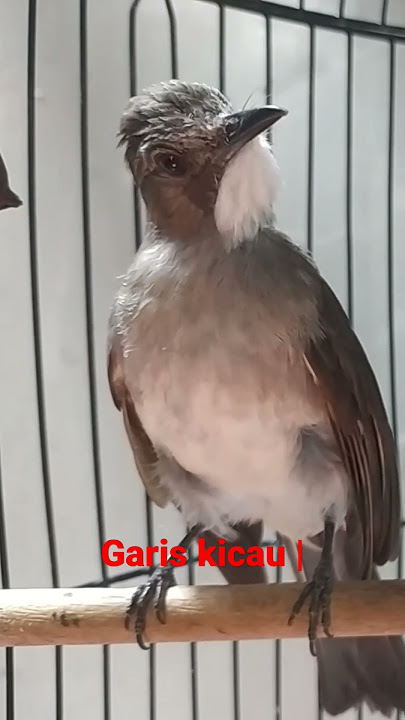 Burung masteran paling diburu kicau mania