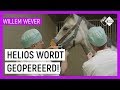 HOE WORDEN PAARDEN GEOPEREERD? | Willem Wever | NPO Zapp