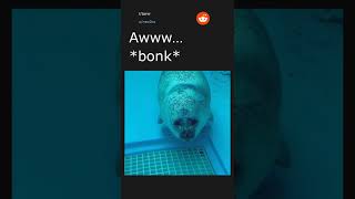 Daily Top Reddit Posts #92. 03/19/22. Top post in r/aww.