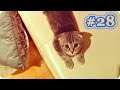 Смешные Кошки 2017! (#28) Веселая Видео Подборка! Funny cats 2017/