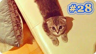 Смешные Кошки 2017! (#28) Веселая Видео Подборка! Funny cats 2017/