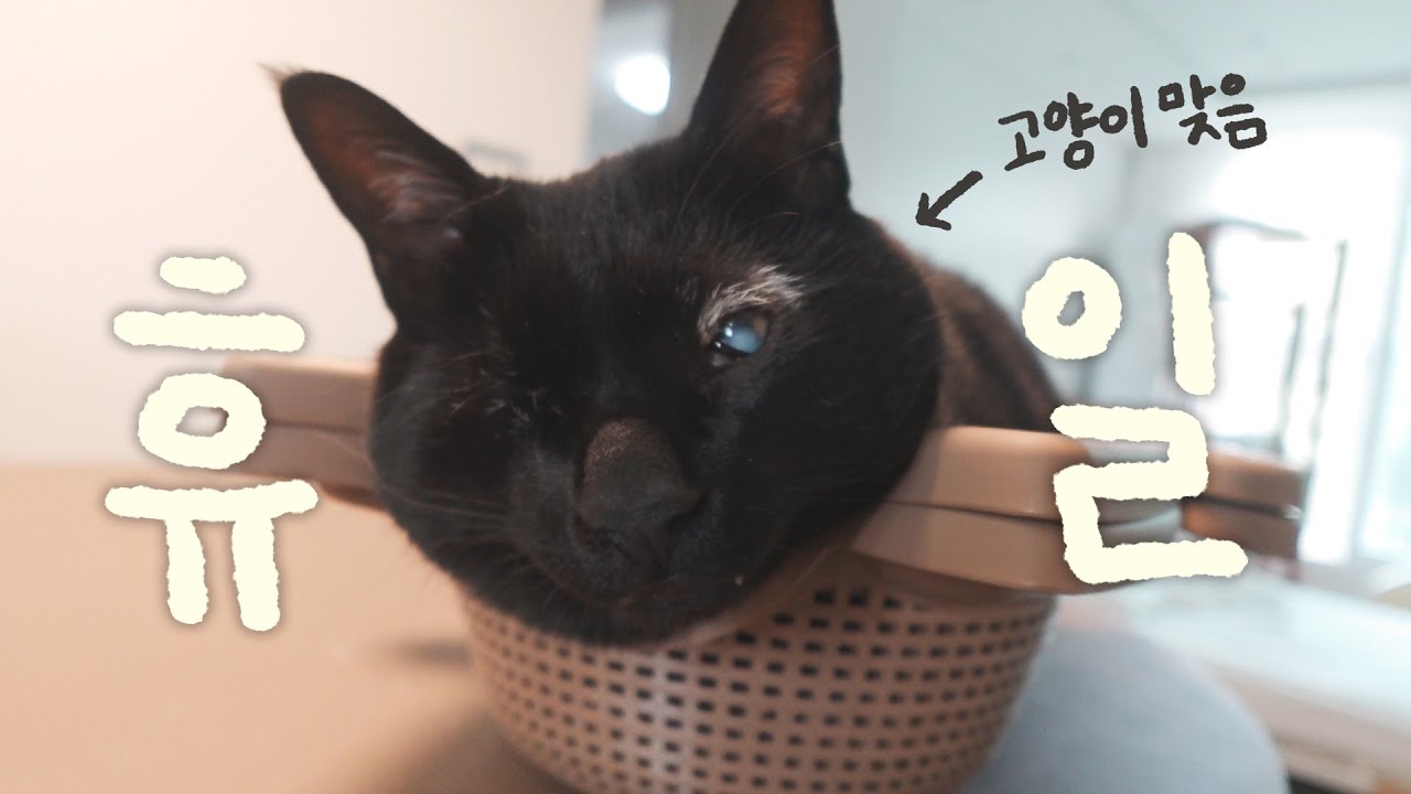 고양이 4마리 모시는 직장인..휴일의 현실