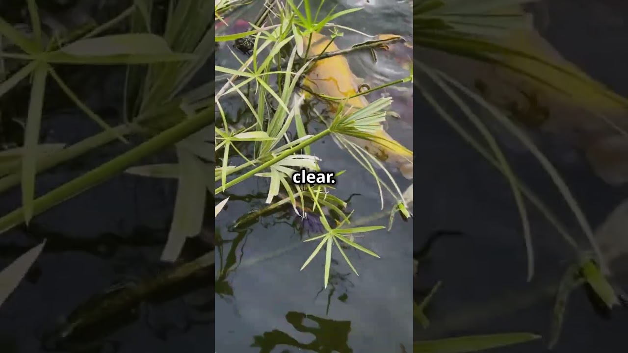 5 ways diatoms benefit your 