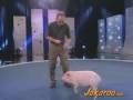 An intelligent pig  pet star planet animal