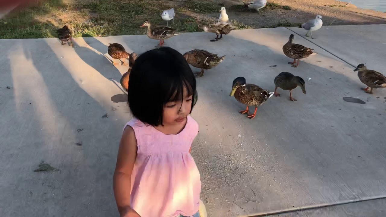 Play with Mi Feeding ducks at the park YouTube