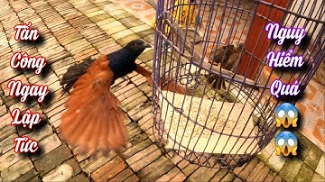 Bìm Bịp Hung Dữ Tấn Công Cả Quỳnh Và Chú Chim Non Vừa Được Giải Cứu / Quế Nghịch