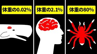 人間と動物の器官で、最大のものと最小のものを比べてみよう