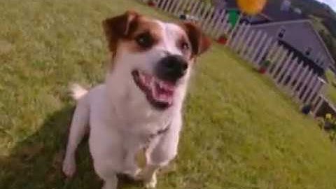 Sun Microsystems Java That Damn Dog Commercial