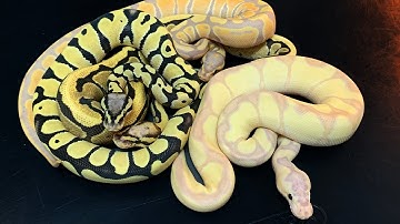 Super Banana Enchi Clown, DG, Super Vanilla, +More! | 2020 Holdbacks | BallPythons9