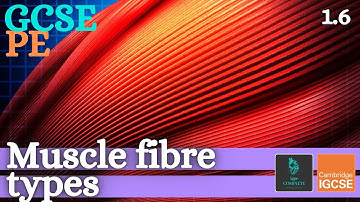 GCSE PE - MUSCLE FIBRE TYPES - Anatomy and Physiology (Skeletal and Muscular System - 1.6)