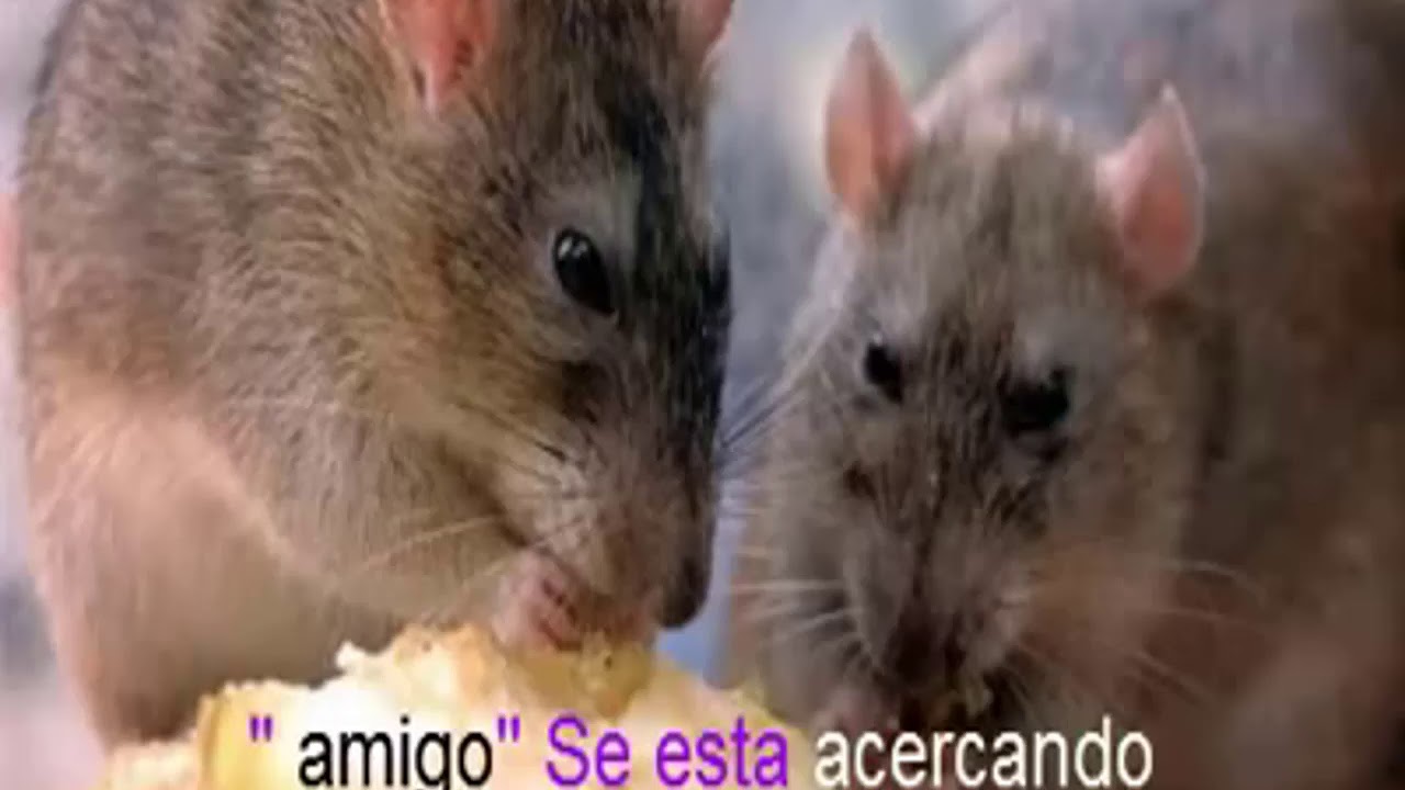 😂ajaja ahora los ratones no le tienen miedo a los gatos 😂 chistes geniales