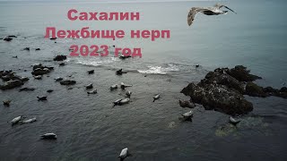 нерпа Сахалинская #russia #нерпа #сахалин #тюлень #ластоногие screenshot 4