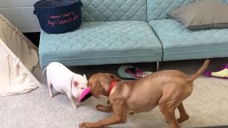Dog And Pig Are Ultimate Best Friends