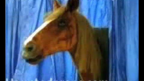 HAUNTEDPROPS.COM TALKING HORSE