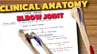 Elbow Joint Clinical Anatomy | Elbow Joint Anatomy (4/4)