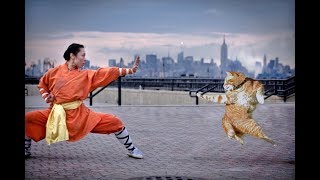 КУНГ-ФУ КОТЫ - настоящие мастера боевых искусств. Позитивная фото подборка 😄 👌🔥 КУНГ-ФУ КОТЫ - настоящие мастера боевых искусств. Позитивная фото подборка 😄 👌🔥