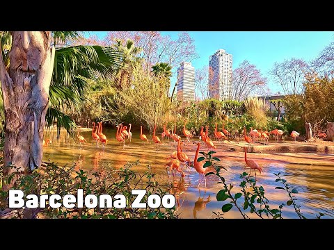 Barcelona Zoo 2023 - One-Hour Tour Throughout the Zoo [4K]