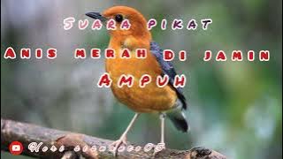 Suara pikat burung Anis merah di jamin AMPUH
