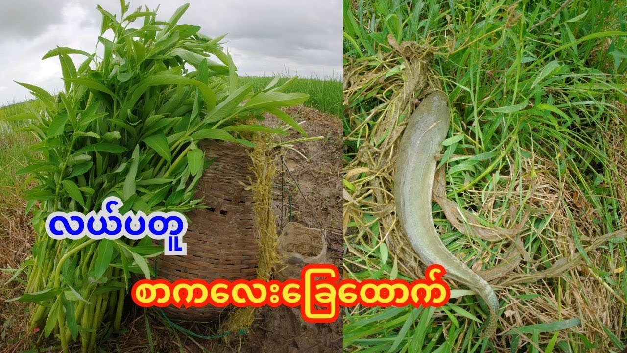စာကလေးခြေထောက် လယ်ပတူ