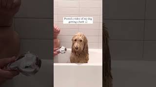 How this dog went viral #dogs #shorts #labradoodle #goldendoodle #viralvideo #instagram #tiktok