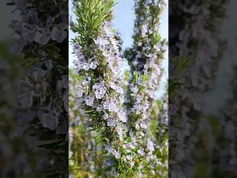 Video: Îngrijirea rozmarinului alb: utilizări pentru rozmarinul înflorit alb în grădini