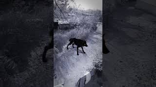 Wolf Howling Sound In Village |#wildlife#nature#forest#wolfsong#viralshorts #wolfsounds#shorts