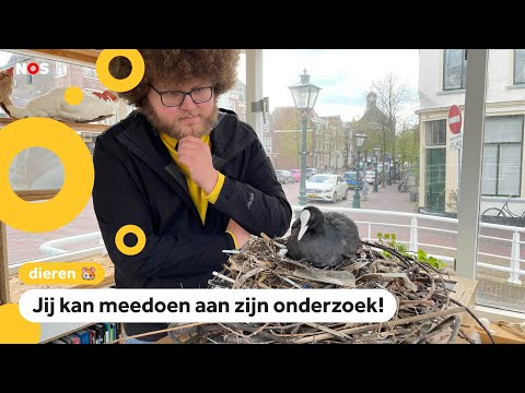 Onderzoeker wil weten waarom meerkoet zo van plastic houdt