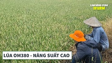 LÚA OM380: CHIA SẺ SAU 4 NĂM TRỒNG - SÁNG HẠT, CÁCH VÔ GẠO 99% | ĐỊNH MỸ - THOẠI SƠN