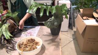 コウモリラン スパーバム ヘゴへの着生 作業 - YouTube