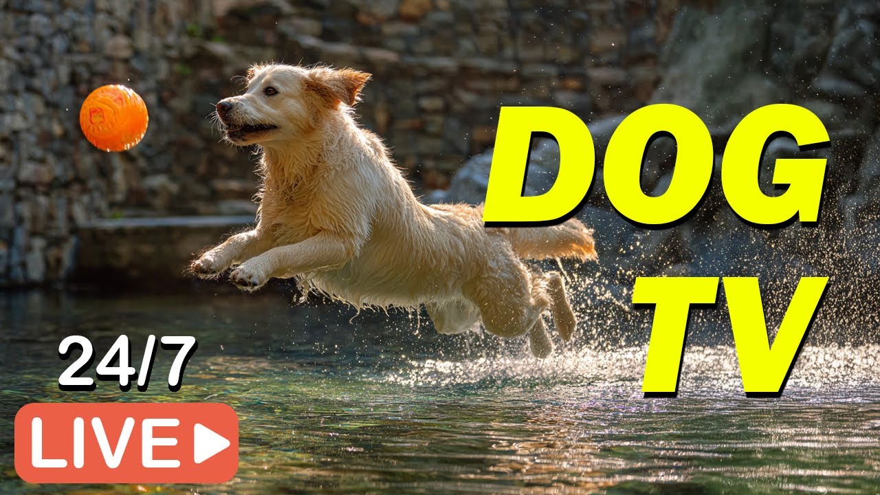 🔴[LIVE] DOG TV: Best All-Day Entertaining Videos with Music for Dogs When Home Alone 💖Music for Dogs