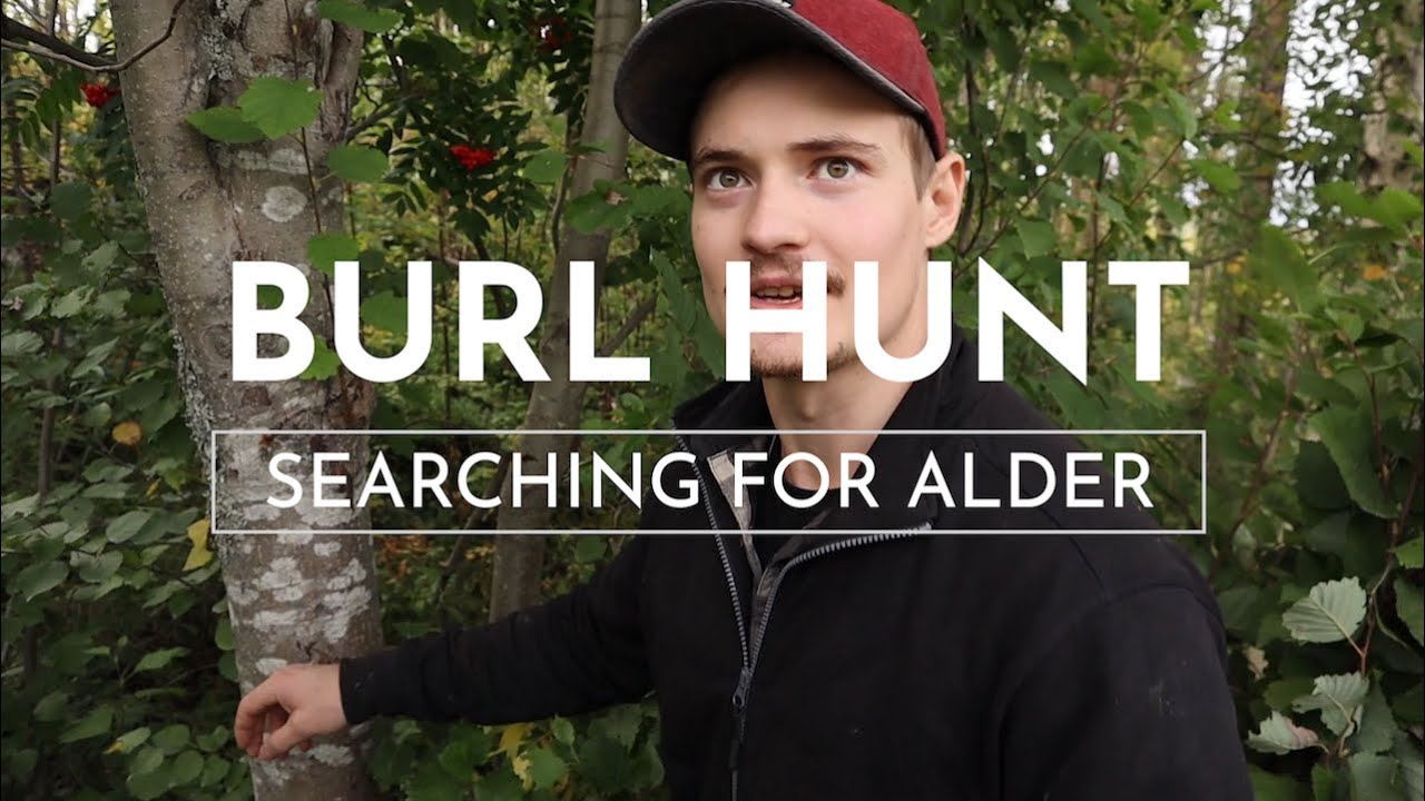 Exploring Swedish Forest and Hunting for Burls! (HOW TO FIND A BURL)