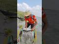 Riverside Amazing Fishing Trap #fishingtradisional #hookfishing #fish