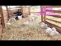 How to produce 100 goats in 1 week and how to take care of them to avoid death