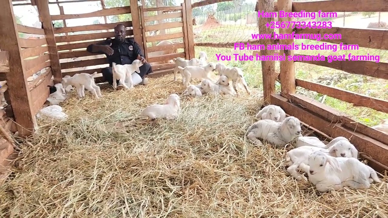 Как вырастить 100 коз за 1 неделю и как заботиться о них, чтобы избежать гибели