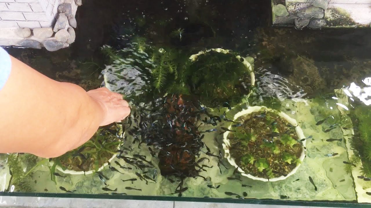 Breeding Guppy Tank After 27 Months (Blue Dragon Guppy)