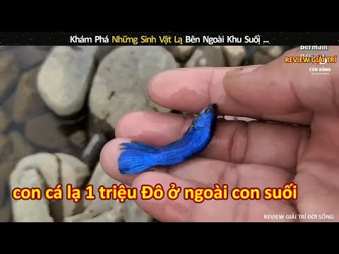 Video: Cách làm xích đu từ lốp xe cũ (có hình ảnh)