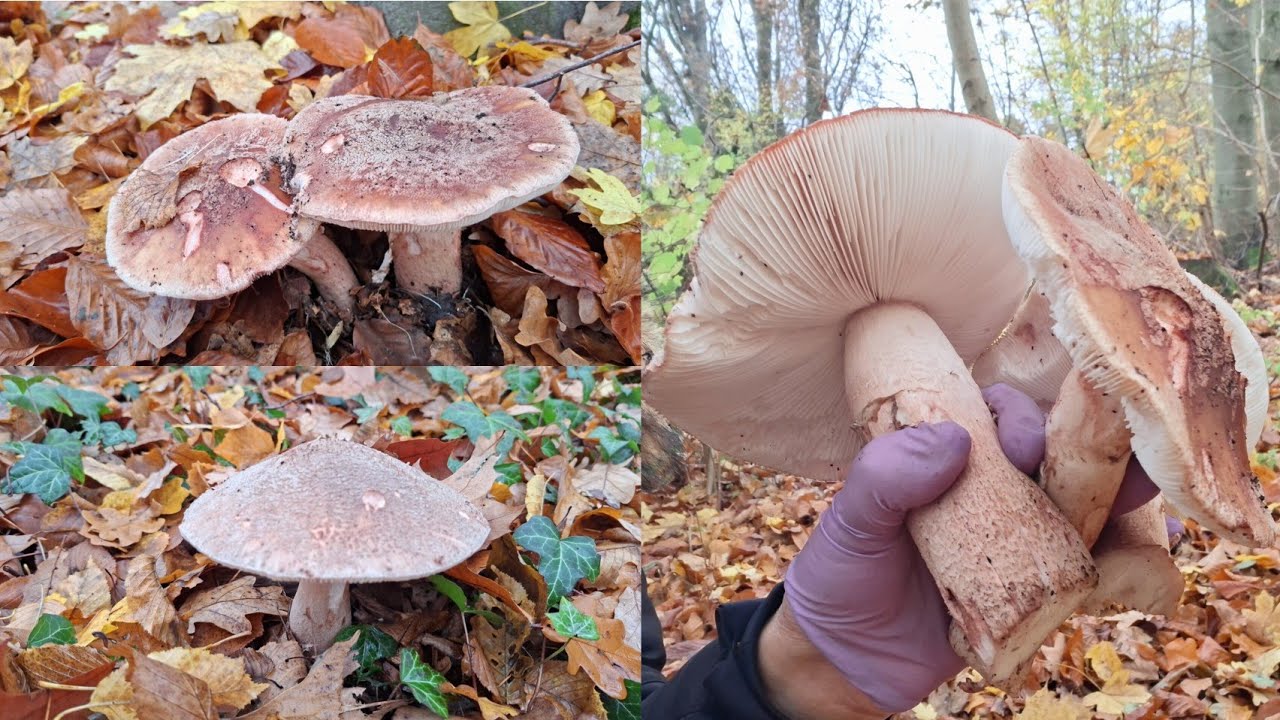 เก็บเห็ดป่าเยอรมันออกโพดโพเห็ดมอนอบเห็ดไข่มุกเห็ดแครอท-Der-Mönchskopf-Perlpilz-Reizker